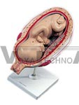 7th Month Fetus Pregnancy Model